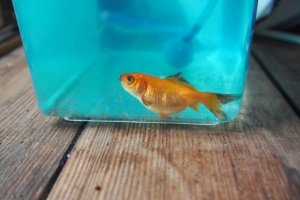 画像:腎腫大症にかかった稚魚金魚