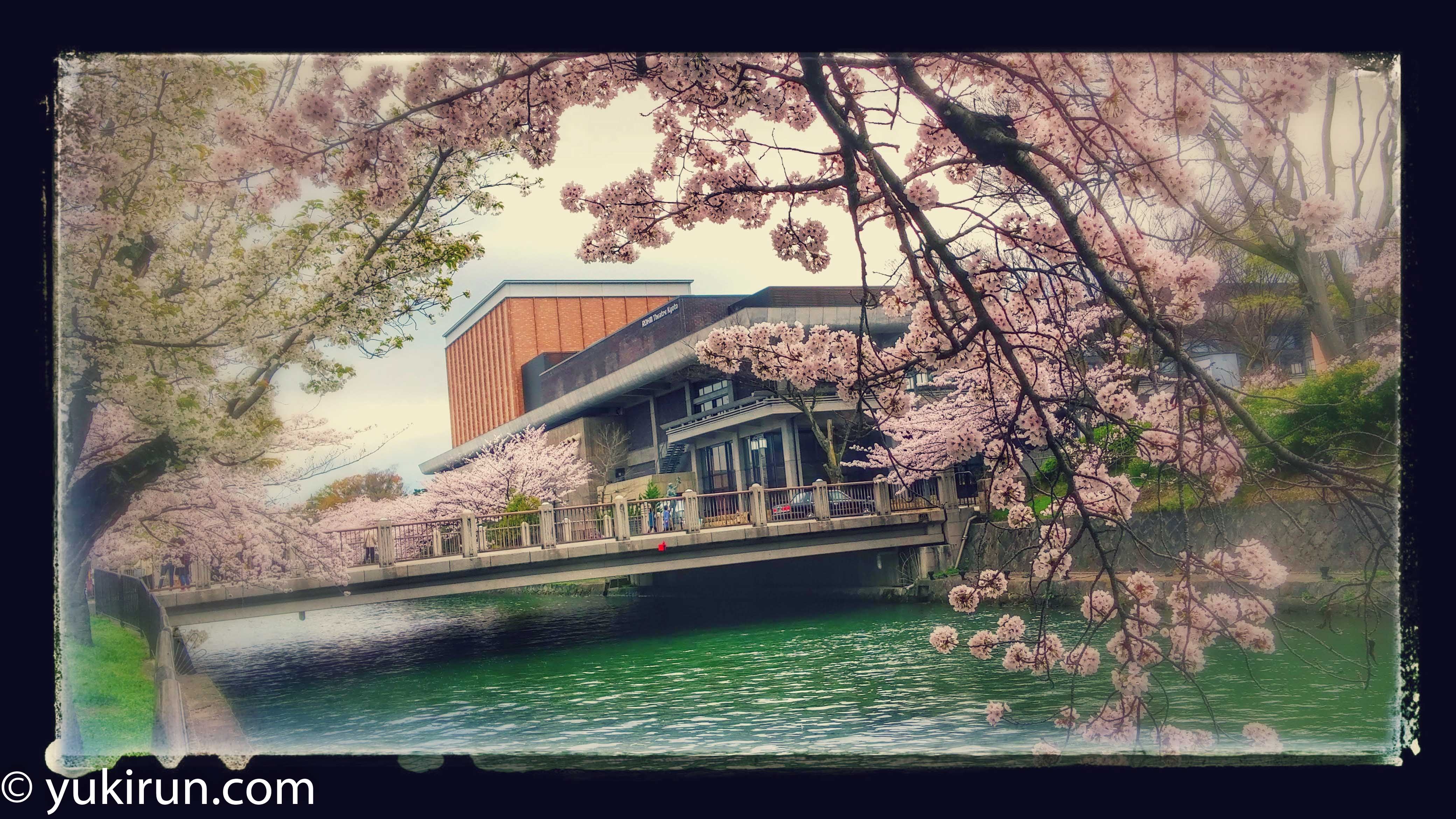 京都ロームシアターと桜