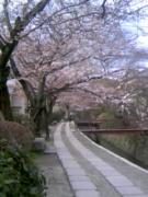 哲学の道から桜を望む