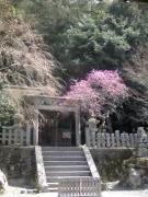 大豊神社の枝垂れ梅