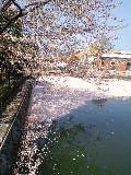 夷川ダムの桜