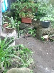 庭で何かを漁るネズミ